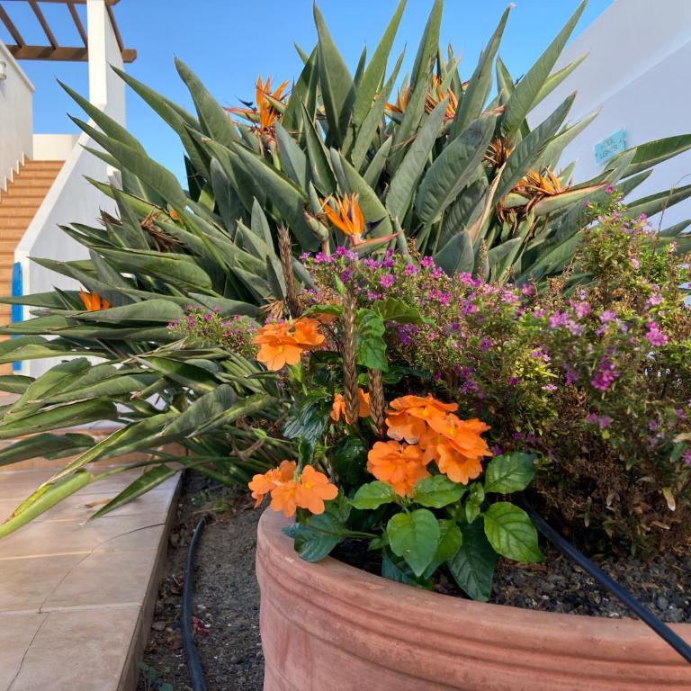 "Our Soleada" Villa cosy and flowery, heated pool - Villa - 38