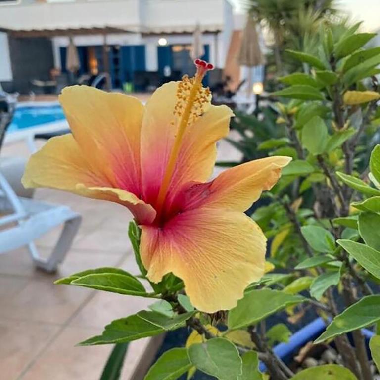 "Our Soleada" Villa cosy and flowery, heated pool - Villa - 3