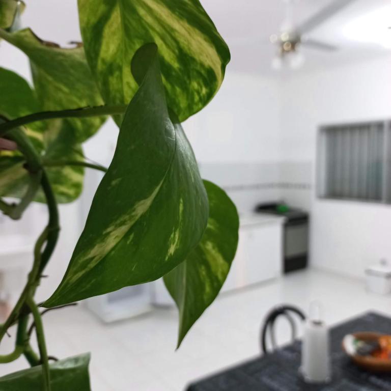 Departamentos por día en Curuzú - Apartamento de 2 dormitorios - 8