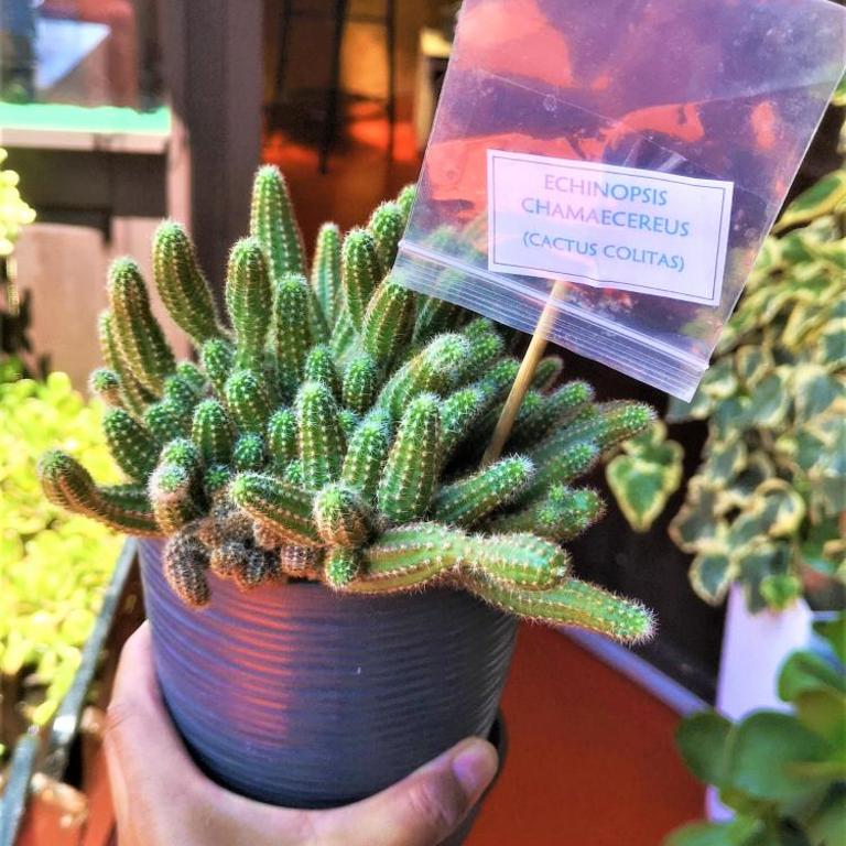 APARTAMENTO VISTA IMPERIAL Centro Histórico - Apartamento - 55