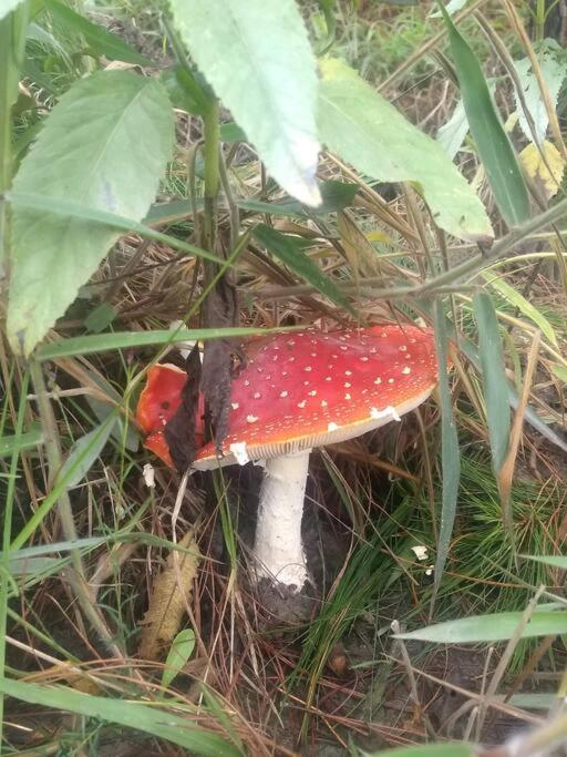 Pequeña y encantadora cabaña en Villa de Leyva - One-Bedroom House - 12