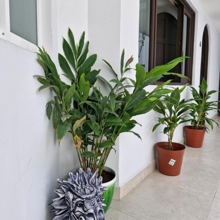 Jungle Room - One-Bedroom Apartment - 23