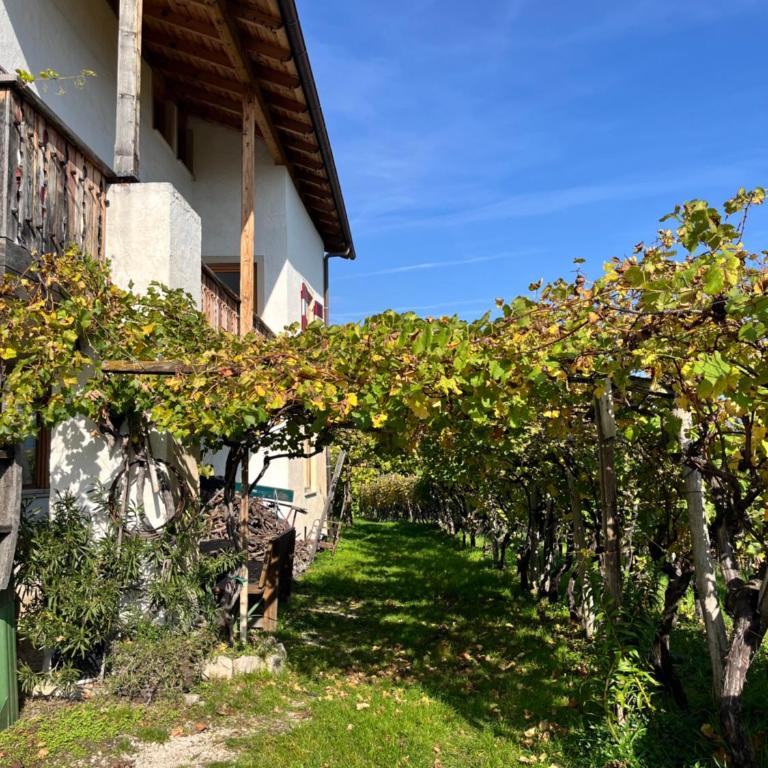 Voldersberghof - Apartamento de 3 dormitorios - 19