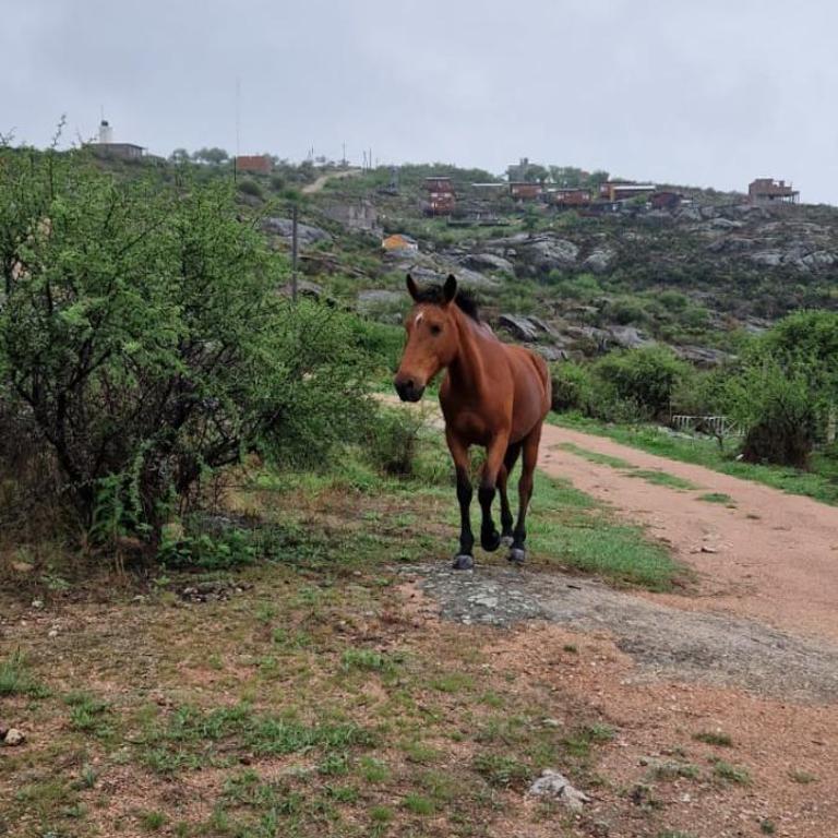 Casa Caviahue - Casa de 2 dormitorios - 32