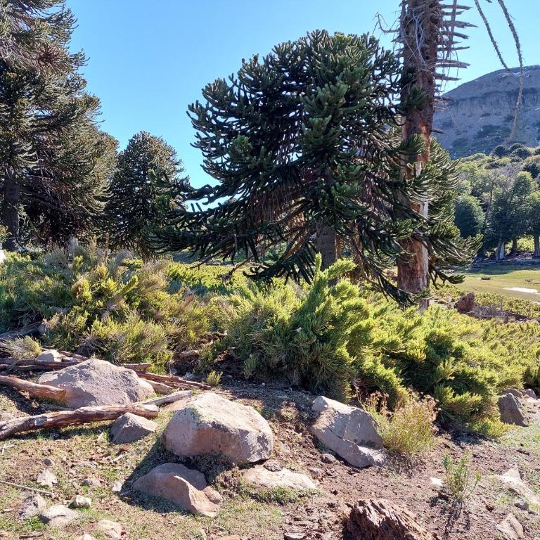 Apart Margarita Caviahue - Apartment - 9