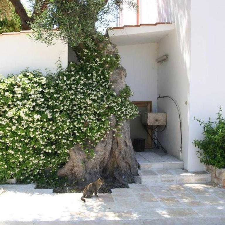 Masseria Conca D'Oro - Villa Deluxe - 55
