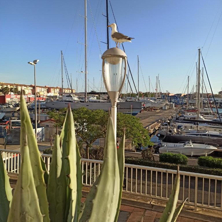 Vue dégagée et terrasse, studio 4 pers, piscine, parking, entre port et plage - Studio avec Terrasse - 14