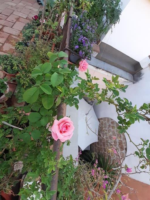 Residenza Pigneto 1910 - Appartamento con 1 Camera da Letto - 10