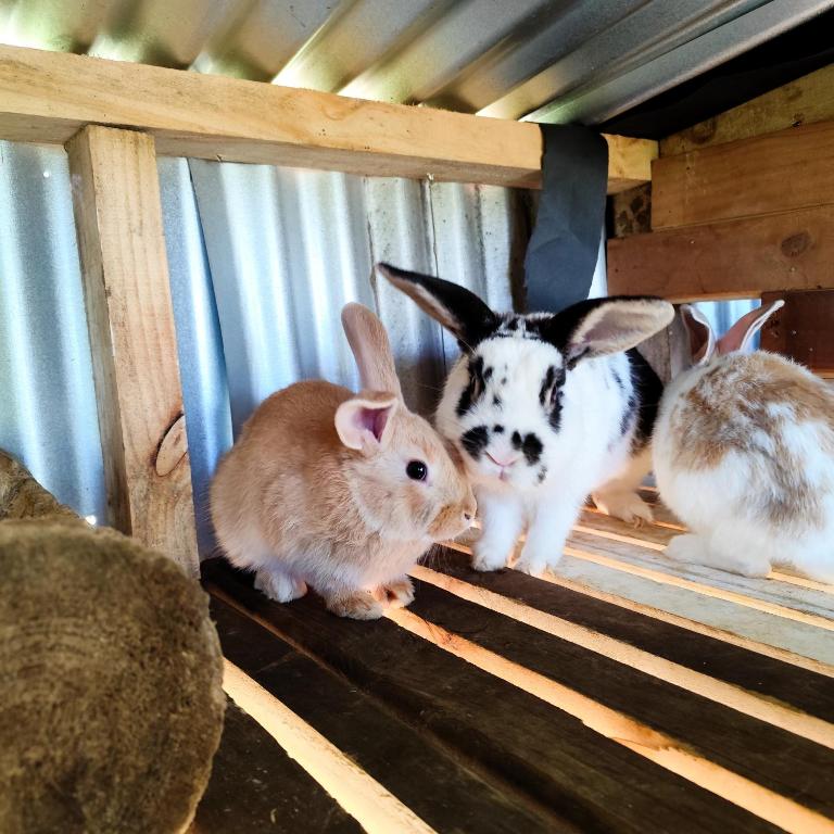 Pucura, cabaña entre laureles - One-Bedroom House - 21