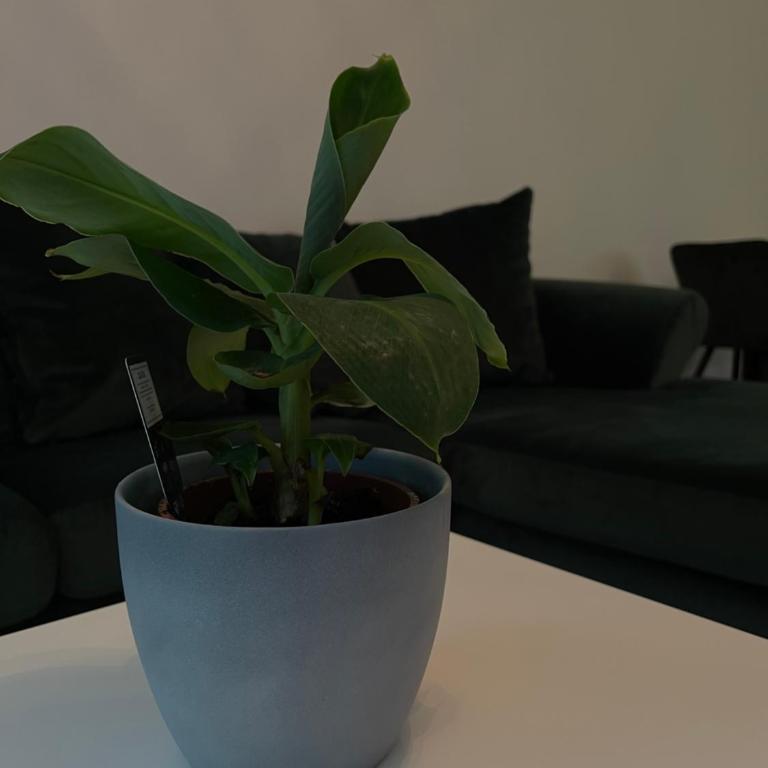 Luxury City Apartment in Munich - Appartamento - Piano Terra - 27