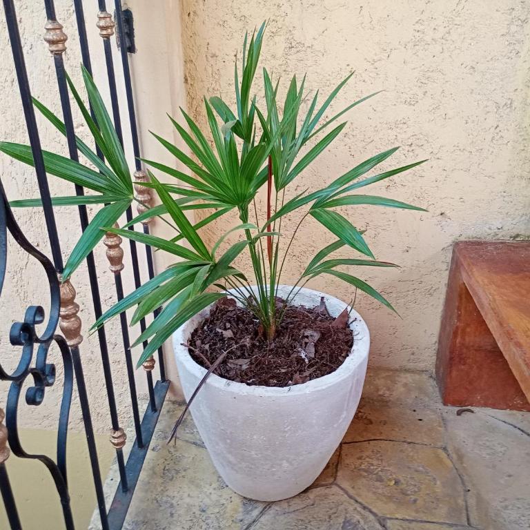 Hospedaje casa Yuca - Habitación Doble Estándar con 2 camas dobles - 5