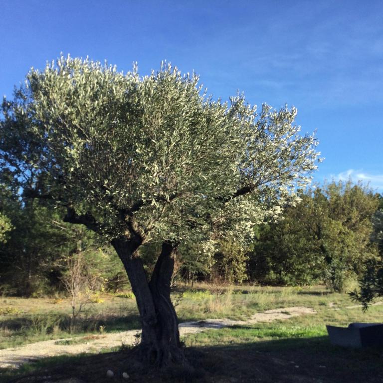 Perpignan dans OLIVERAIE très beau gîte 11 pers - Villa con Piscina Privata - 2