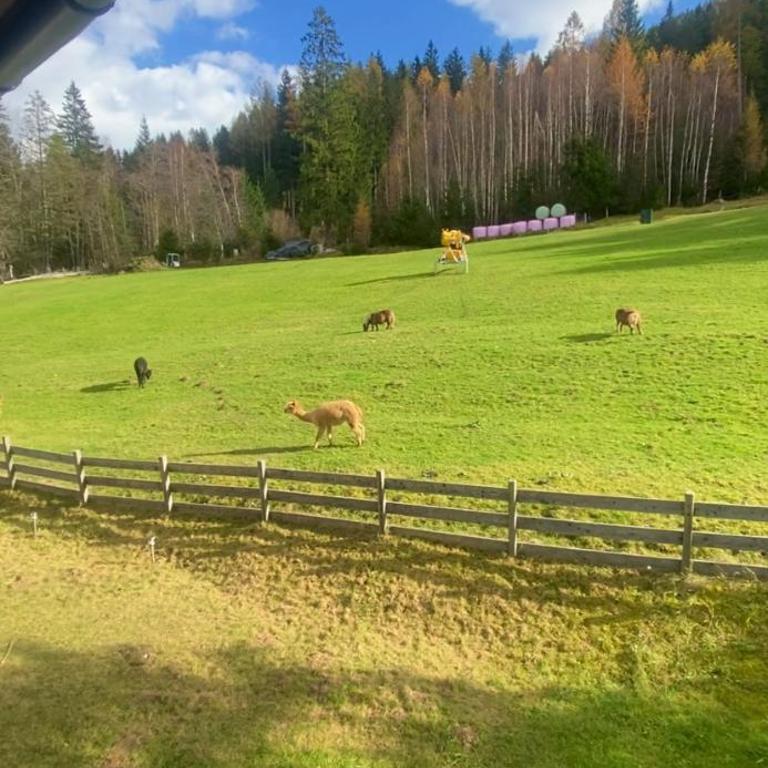 Mai-Brunn Alm Appartements, Maibrunnenweg 34-36 - Apartment mit 2 Schlafzimmern und Bergblick - 11