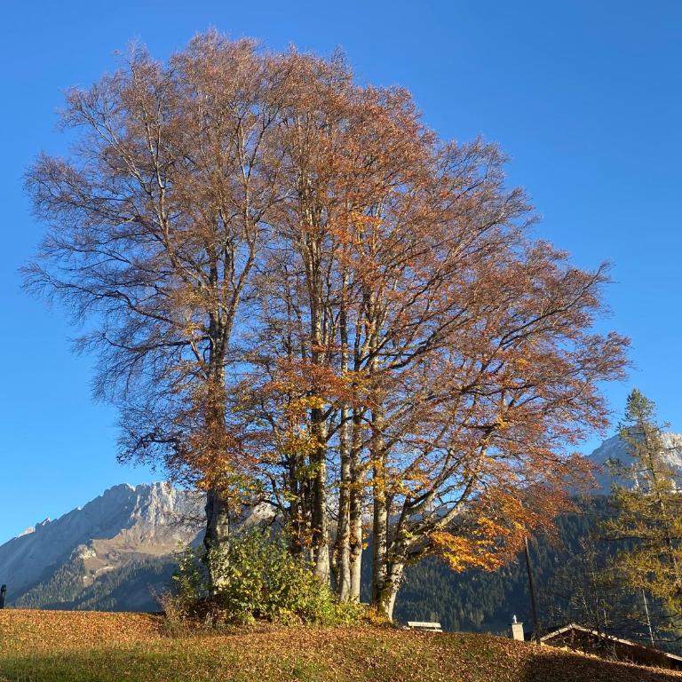 Chalet Villars-Gryon 8pax Cosy - Chalet - 5