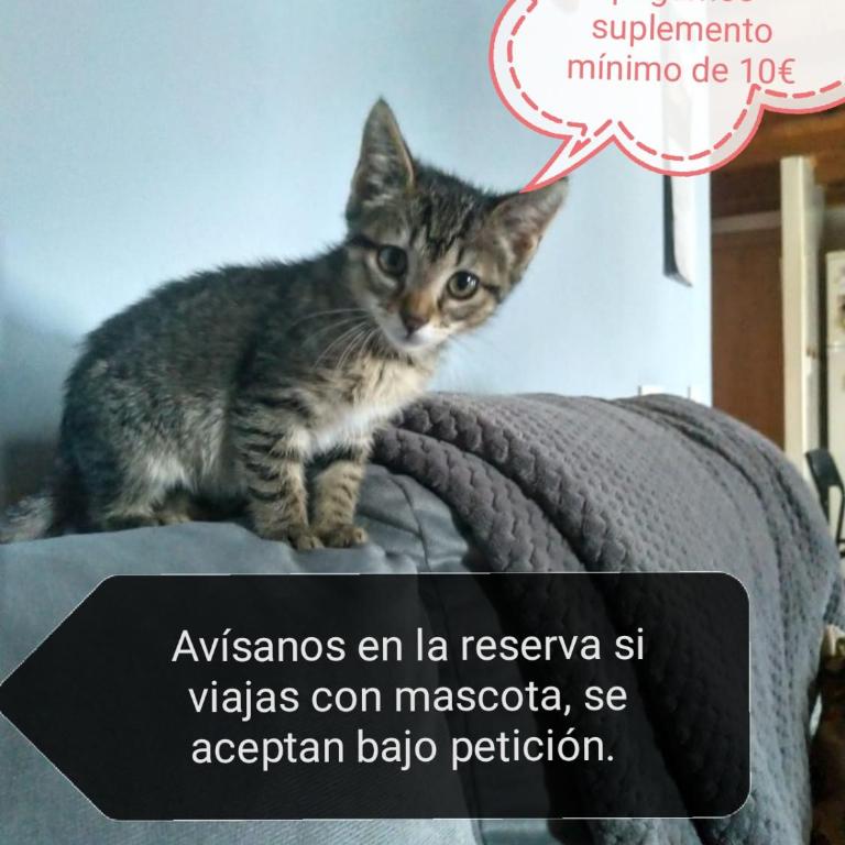 Alojamiento Quintanilla - Apartamento - 2