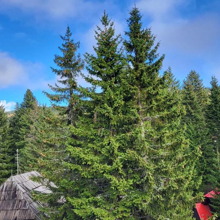 Vila Montana, Kopaonik, Apartman Ivony - Porodični Apartman s 1 Spavaćom Sobom - 35