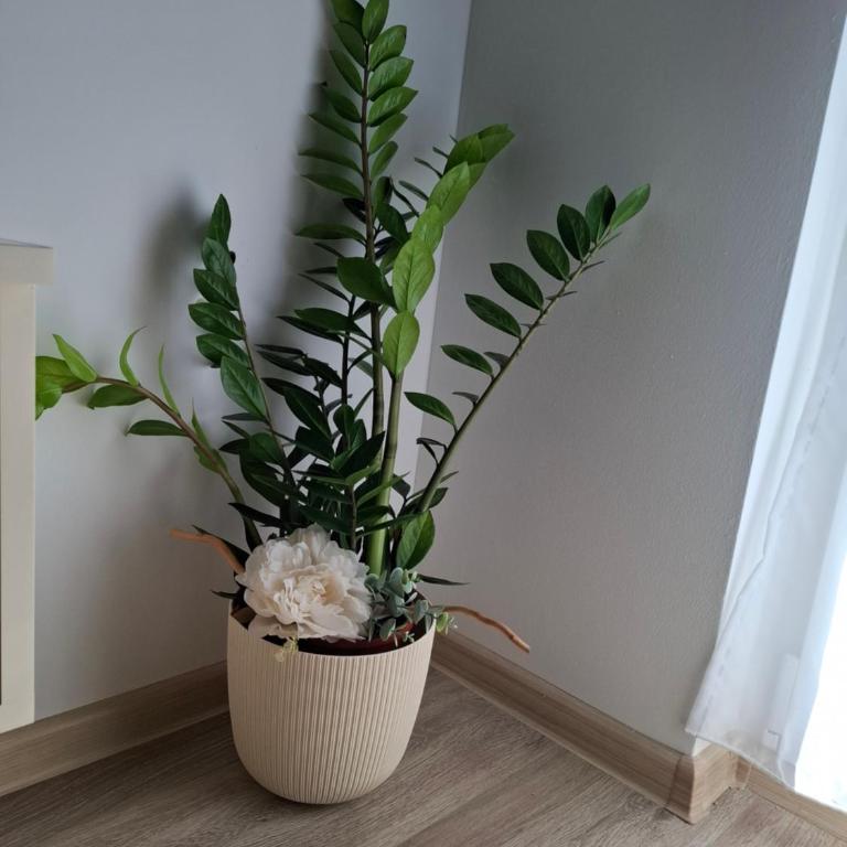 Citrin - Apartman sa 1 Spavaćom Sobom - 17