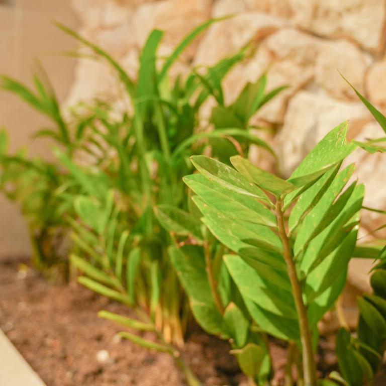 Casa Lezzet - Estudio con 1 cama grande - 2