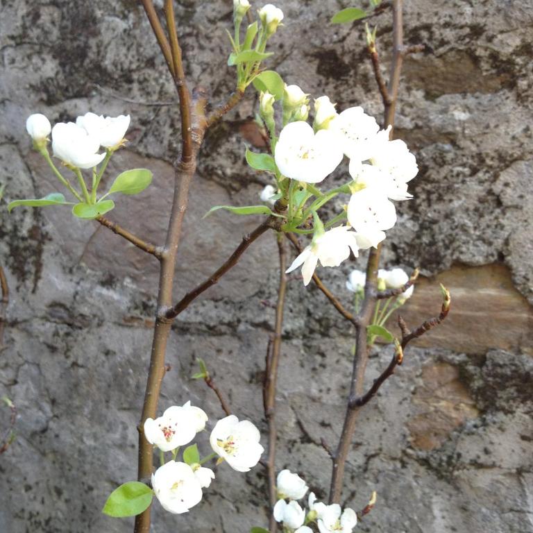Apartment With Garden - Appartamento con 2 Camere da Letto - 27
