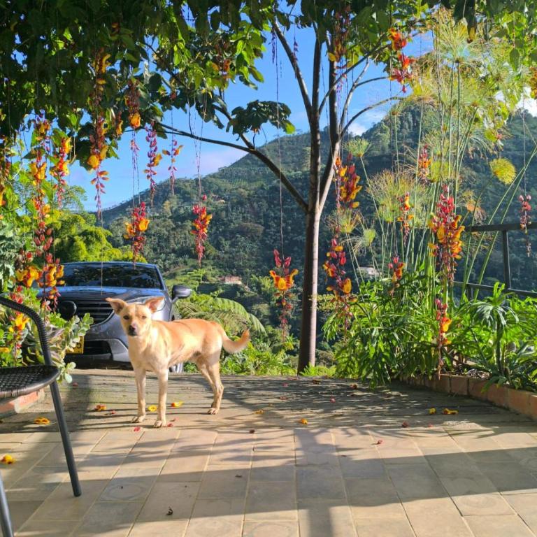Montecafé Jardín - Chalet - 15