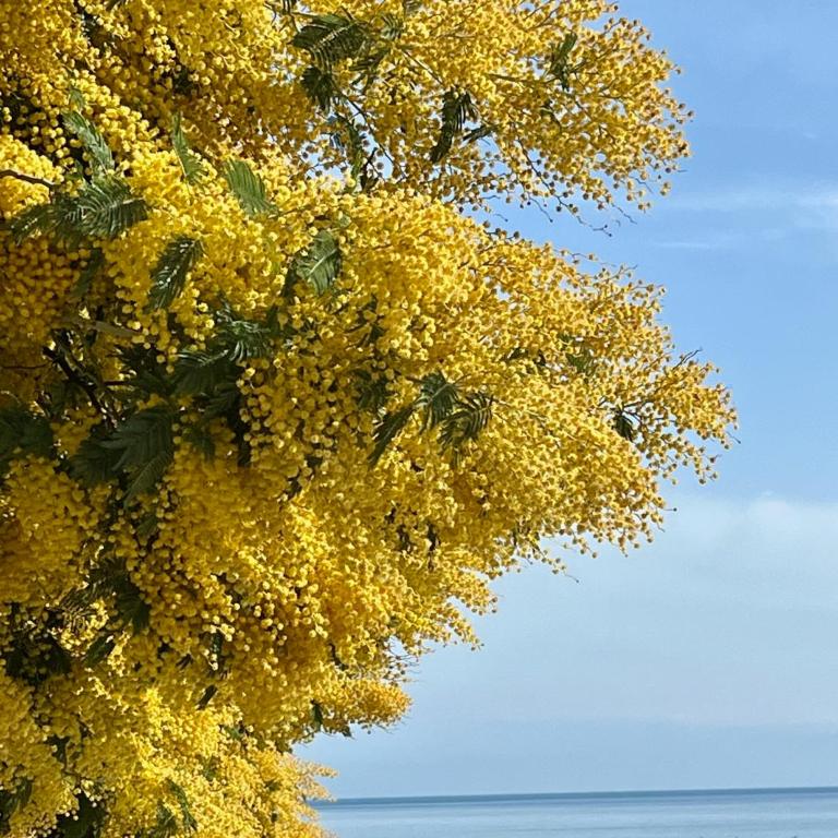 Les Issambres, appt accès direct plage sable, idéal 4 pers, vue mer, Clim - Appartement - Vue sur Mer - 29