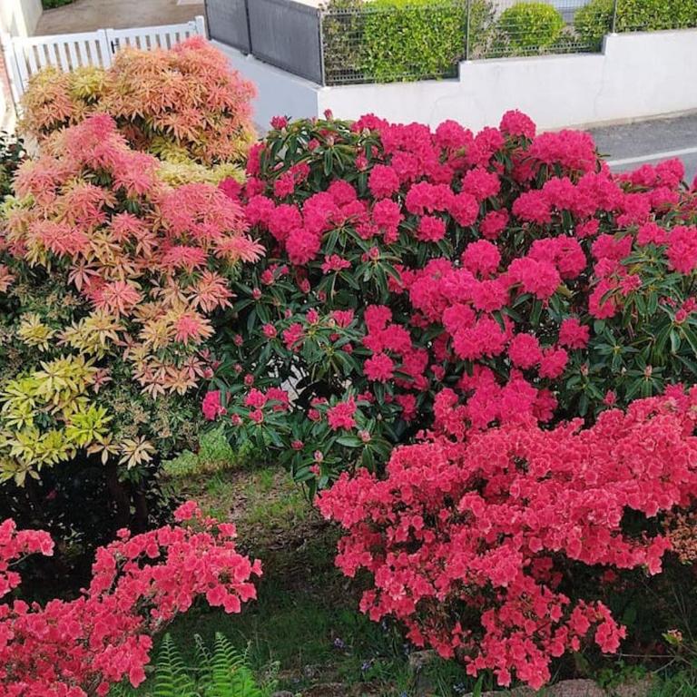 Ty Paradis - Maison 3 chambres - Jardin fleuri - Perros-Guirec - Casa con 3 Camere da Letto - 15