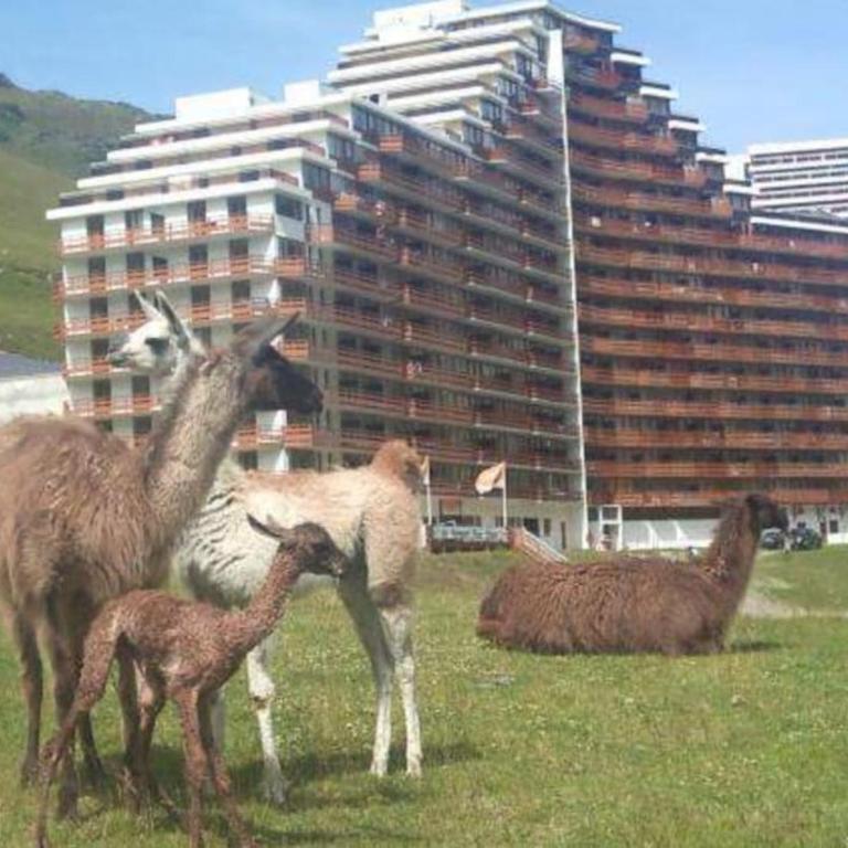 Appartement La Mongie au pied des pistes T2 46 m2 parking et wifi - Appartement 2 Chambres - 31
