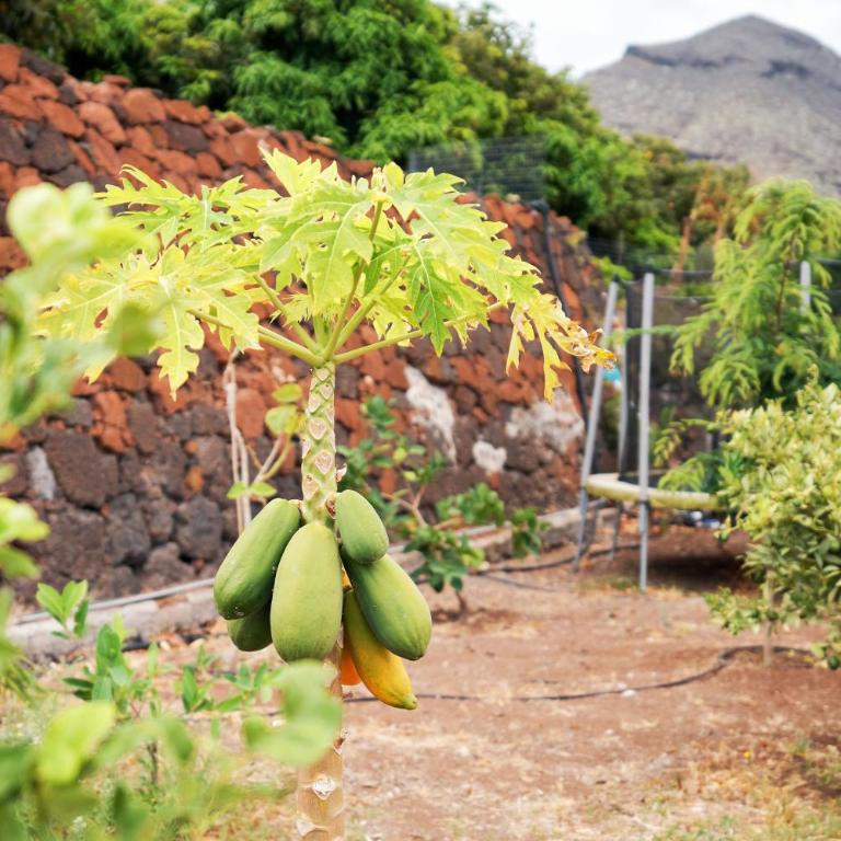 Finca Ecológica Quinta Los Tizones - Villa de 3 dormitorios - 63