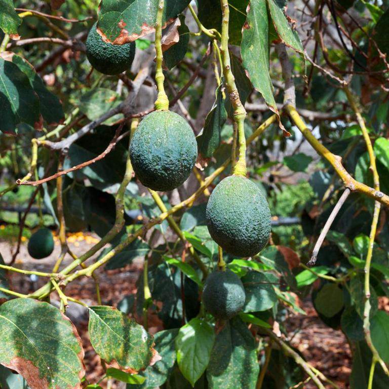 Finca Ecológica Quinta Los Tizones - Villa de 3 dormitorios - 62