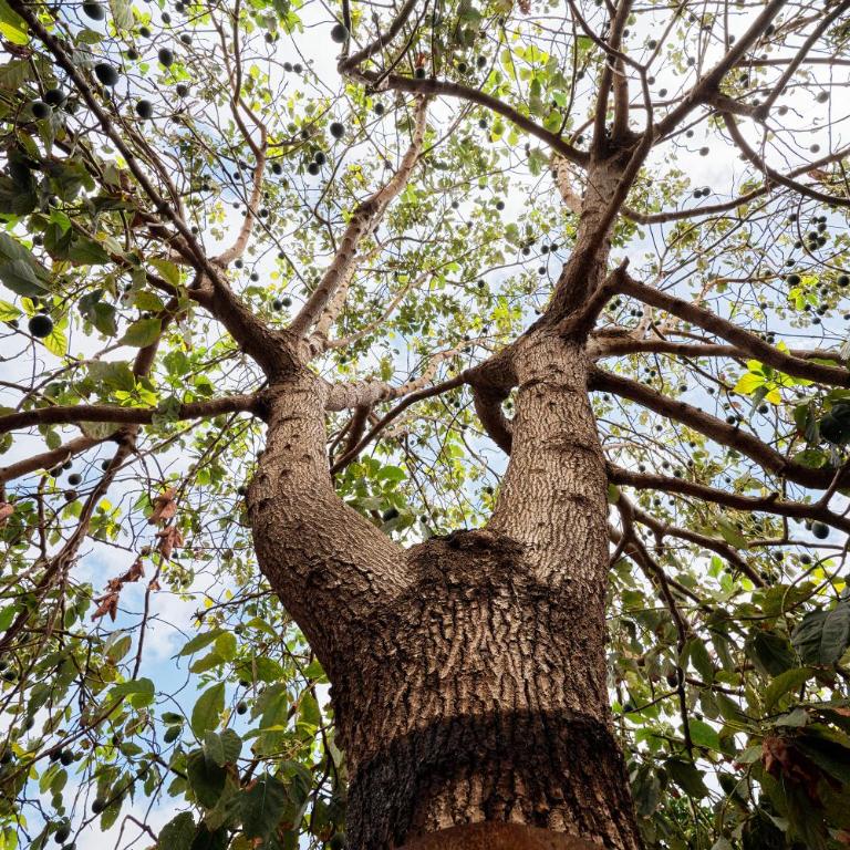 Finca Ecológica Quinta Los Tizones - Villa de 3 dormitorios - 69