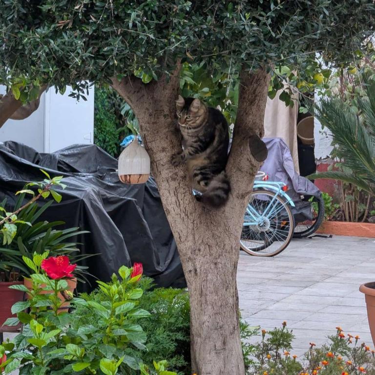 Típico y pintoresco patio de vecinos, con encanto - Apartamento de 1 dormitorio - 13