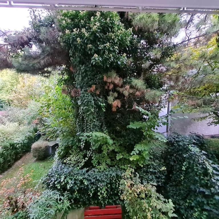 City-Jungle ARTcommodation - Appartamento con 3 Camere da Letto - 24