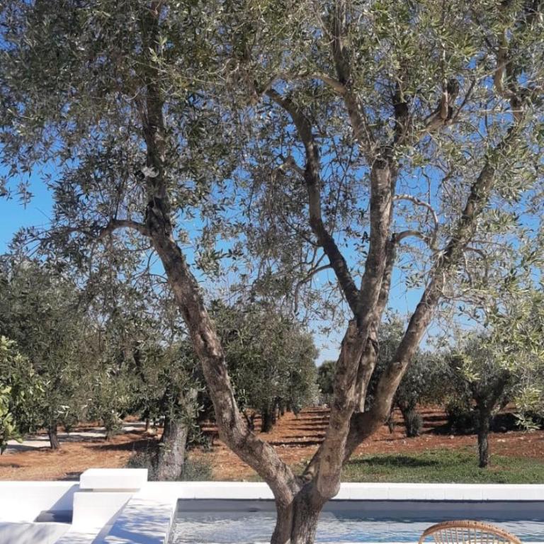 Trulli au milieu d'un champ d'oliviers avec piscine - Villa con 3 Camere da Letto - 33