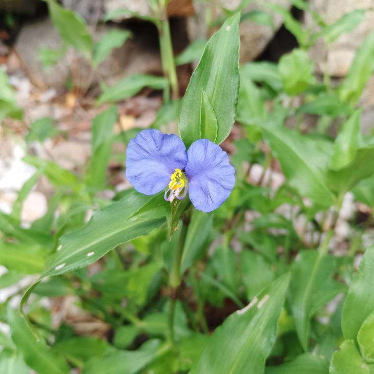 El vergel de la Sierra - Three-Bedroom Chalet - 28