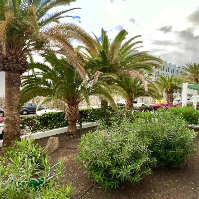 Sunset en Los Cristianos - Apartamento de 1 dormitorio - 19