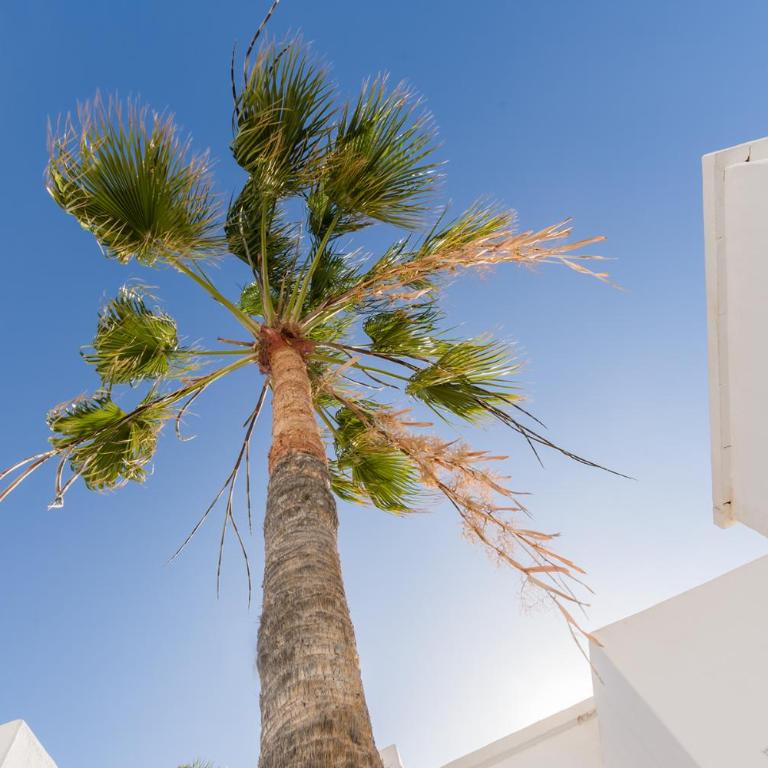 Lanzahost Tabaiba Blue - Apartamento de 2 dormitorios - 11