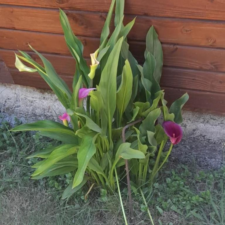Cabaña campestre en Villarrica - Casa de 2 dormitorios - 12