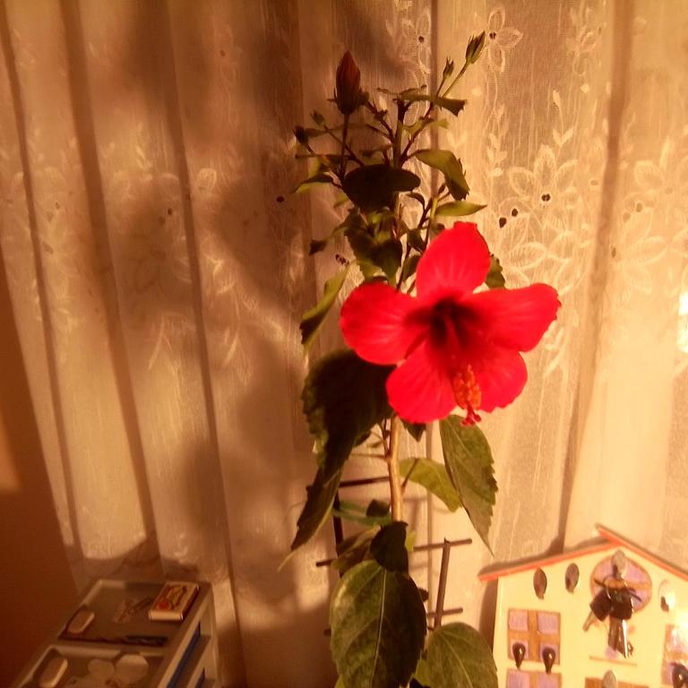 Teranuovo - Apartman sa 1 Spavaćom Sobom - 8