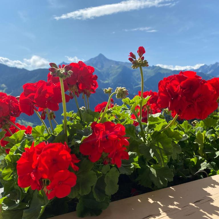 Ferienhaus Johanna in Mayrhofen-Hippach- Nähe der Skipiste - Haus mit 5 Schlafzimmern - 53