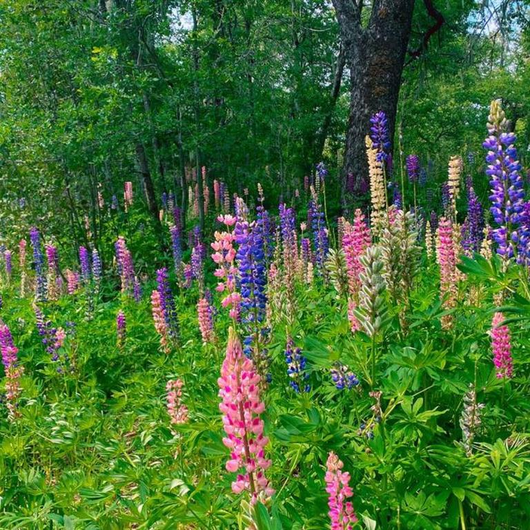 Refugio Andes Indómito, Las Trancas - Chalet de 1 dormitorio - 5