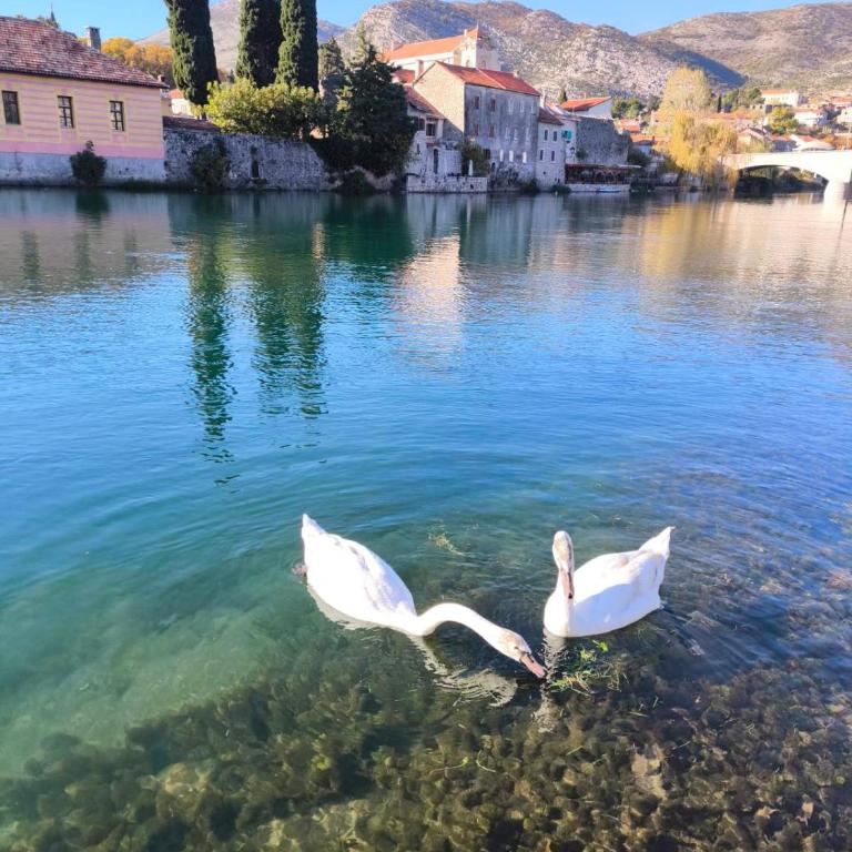 Apartment Marija - Apartman sa 1 Spavaćom Sobom - 1