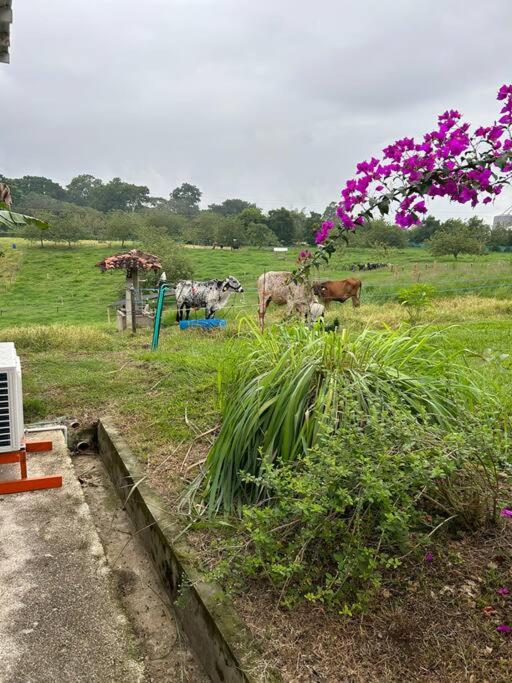 La Gema De Quindio Montenegro con AC y WiFi 2R - Villa de 2 dormitorios - 24