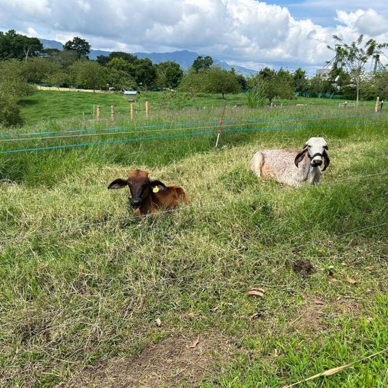 La Gema De Quindio Montenegro con AC y WiFi 2R - Villa de 2 dormitorios - 77