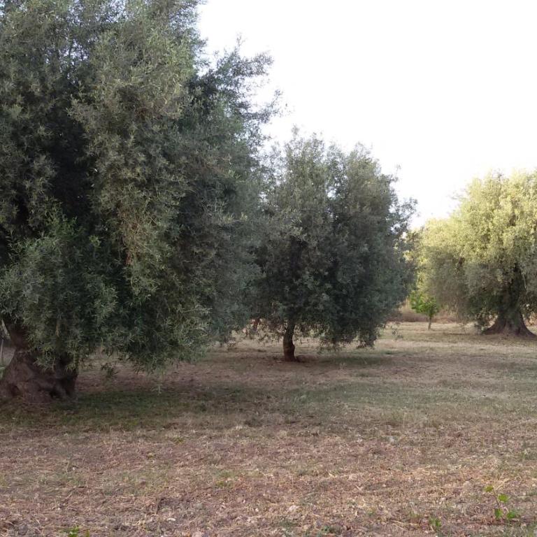 Dimore del Carrubo Nord - Appartamento - 6