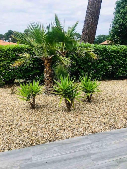 Southwest Hossegor - Maison 4 Chambres - 31