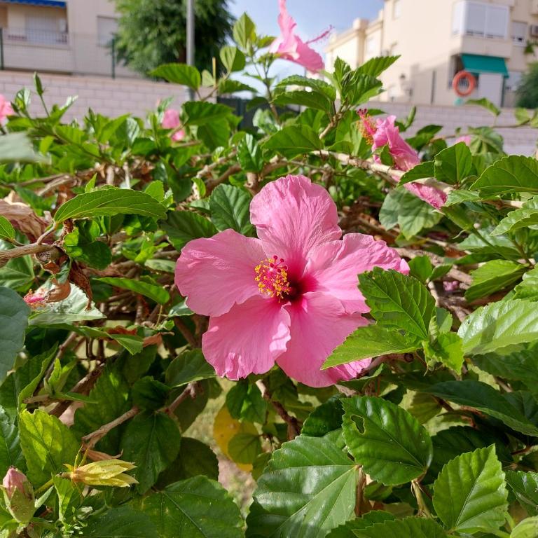 SPACIOUS FLAT 100M FROM BEACH-NERJA-Spain - Apartamento - 54
