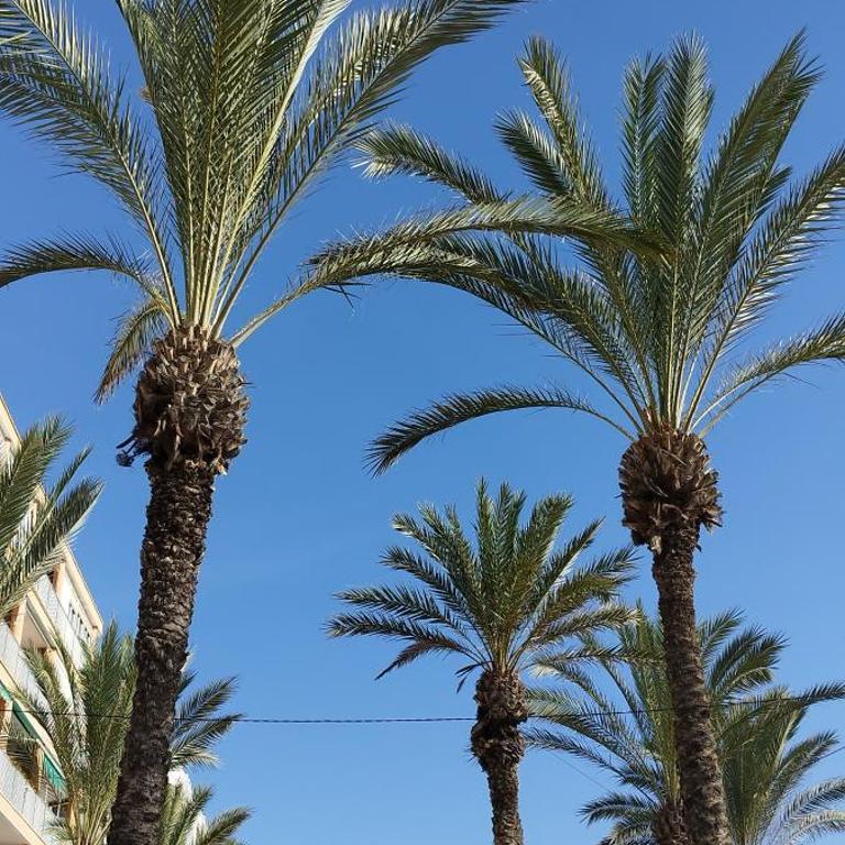 Seaview Torrevieja CityCenter CuraBeach 50m Apartment - Apartment with Sea View - 99