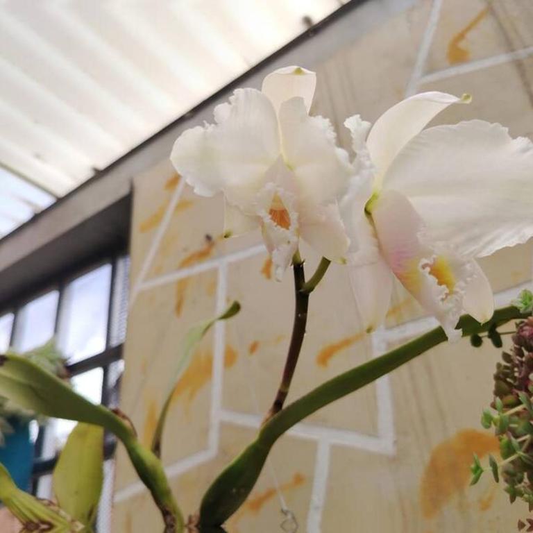 Amplia Casa a 10 min de la Basílica - Chiquinquirá - Four-Bedroom Vacation Home - 5