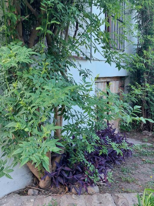 Casona Los Lilios en Victoria Entre Rios - Casa de 3 dormitorios - 33