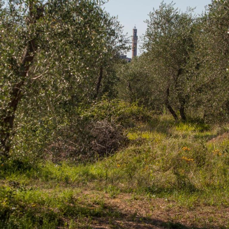 Podere Piazza Casa dell'Arcivescovo - Casa con 3 Camere da Letto - 2